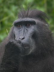 Celebes crested macaque. Close up portrait, front view. Crested black macaque, Sulawesi crested macaque, or black macaque. Natural habitat. Sulawesi. Indonesia 17 February 2025