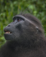 Celebes crested macaque. Close up portrait, front view. Crested black macaque, Sulawesi crested...