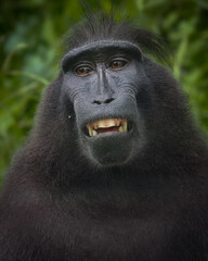 Obraz premium Celebes crested macaque. Close up portrait, front view. Crested black macaque, Sulawesi crested macaque, or black macaque. Natural habitat. Sulawesi. Indonesia 17 February 2025