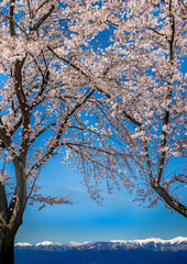 中央高速釈迦堂SAからの桜越しの冠雪の北アルプス