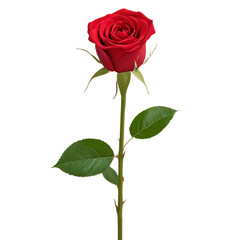 Fototapeta premium red rose isolated on white background