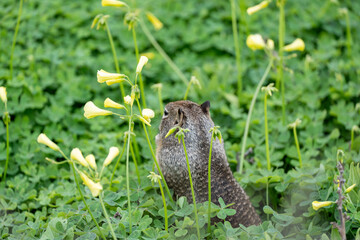 squirrel in the grass