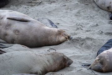 sea lion on the beach