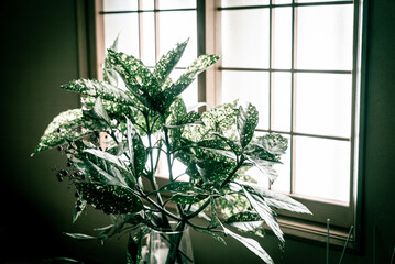 窓辺に飾られたアオキ