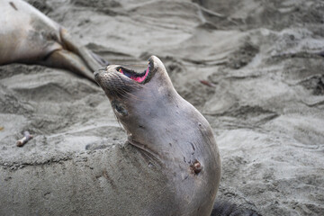seal on the beach