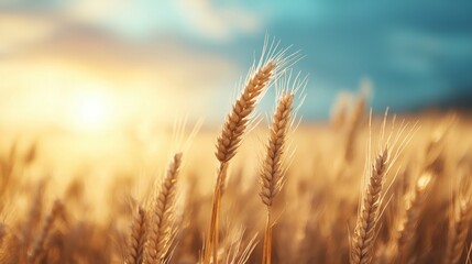 Obraz premium Golden wheat field at sunset with soft focus