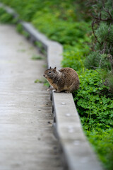 squirrel in the forest