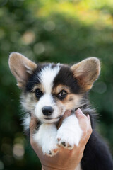 Close up corgi dog holding by hand with bokeh green background.