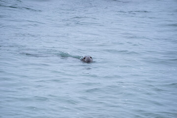 elephant seal swimming