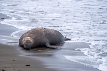 elephant seal on the beach