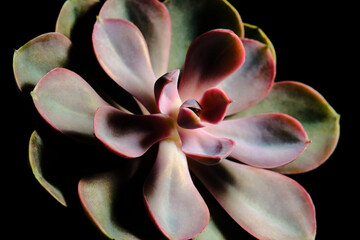 Close up Echeveria perle von nurnberg, mutant succulent plant, beautiful flower rainbow color....