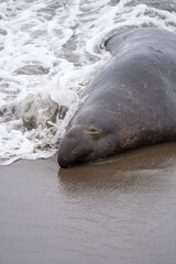 elephant seal on the beach