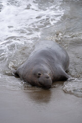 elephant seal in water
