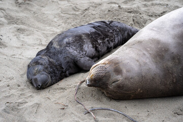 mom and baby elephant seals in san simeon