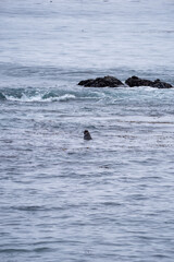 elephant seal in ocean
