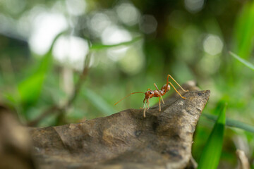 Worker ants and light bokeh background, (Oecophylla smaragdina F.)
