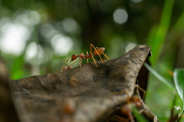 Worker ants and light bokeh background, (Oecophylla smaragdina F.)

