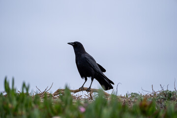 crow on a grass