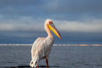 African wild bird. A lone Great pelican in a blue lagoon against a cloudy sky