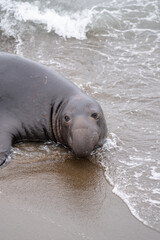 elephant seal on beach