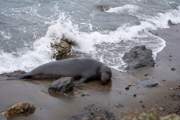 elephant sea on the beach