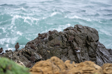 waves crashing on rocks with birds