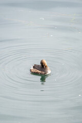 duck on the watter