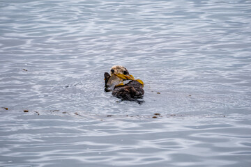 sea otter in morro bay