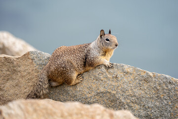 squirrel on a rock