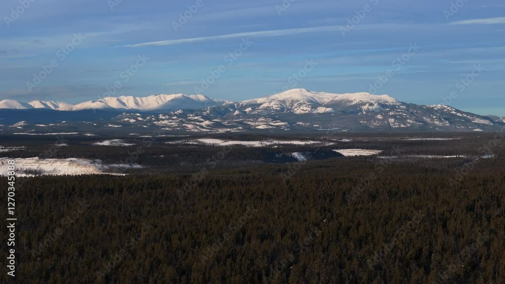 Poster pine tree forest with snowy mountain range in the background.