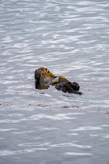 sea otter in ocean morro bay