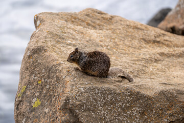 squirrel on a rock