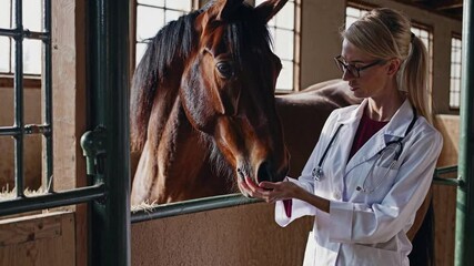 A female veterinarian with glasses and a ponytail examines a brown horse inside a stable. She wears a white coat and a stethoscope. The horse looks calm and attentive