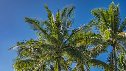 Obraz premium Palm trees against a clear blue sky. At the top of the crowns, among the green spreading leaves, coconuts are visible. A sunny day. Mauritius. 