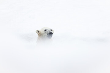 Polar bear