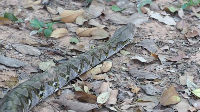 Python crawling on the ground in the forest