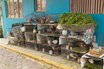 chickens in cage