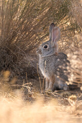 Desert cottontail bunny rabbit hiding in shrubbery during gilden hour