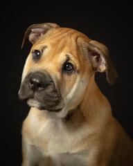 Studio portrait of a mastiff puppy with head slightly titled
