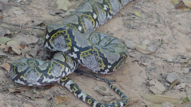 Python crawling on the ground in the forest