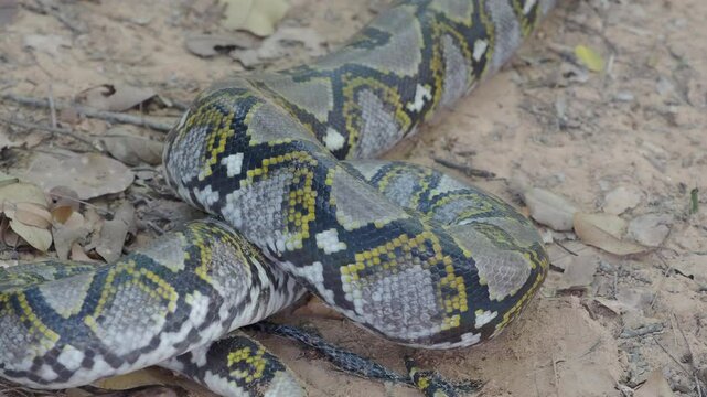 Python crawling on the ground in the forest