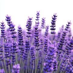 Obraz premium Vibrant Close-Up of Fresh Lavender Flowers Creating a Lush Purple Field in Natural Outdoors Setting