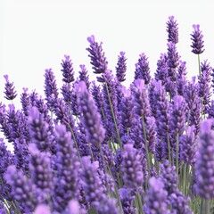 Obraz premium Close-up of Fresh Lavender Flowers Blossoming in Vibrant Purple Colors with Green Stems Against a White Background
