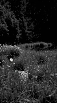Meadow with flowers, butterflies and summer grasses. Chamomile and other wildflowers at sunset