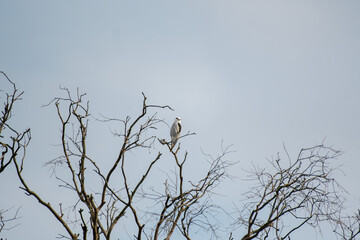 Kite on tree: patience
