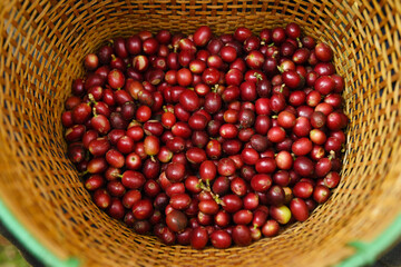 Fresh coffee bean in basket