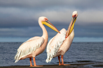 African wild birds. Great pelicans on the blue lagoon on a summer morning