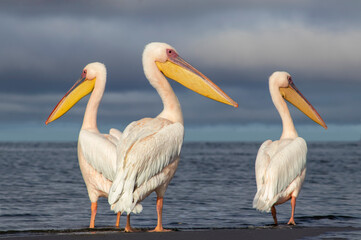 African wild birds. Great pelicans on the blue lagoon on a summer morning