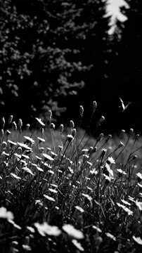 Meadow with flowers, butterflies and summer grasses. Chamomile and other wildflowers at sunset