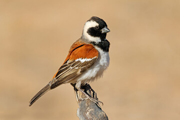 A male Cape sparrow (Passer melanurus) perched on a branch, South Africa.